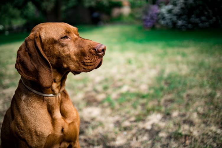 vizsla